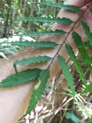 Cupaniopsis foveolata