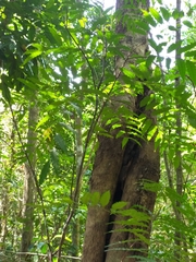 Cupaniopsis foveolata