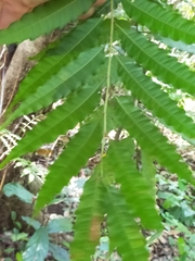 Cupaniopsis foveolata