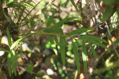 Dendrobium moniliforme