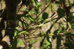 Dendrobium moniliforme