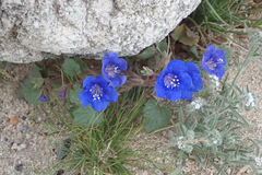 Phacelia campanularia campanularia