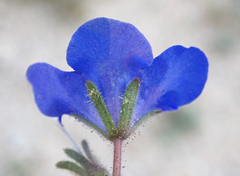 Phacelia campanularia campanularia