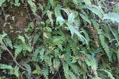 Osmolindsaea odorata