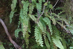 Osmolindsaea odorata