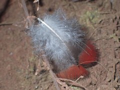 Psittaculidae