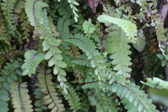 Osmolindsaea odorata