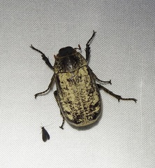 Dermolepida albohirtum