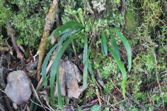 Haplopteris flexuosa