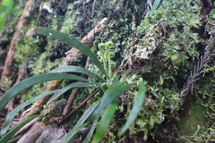 Haplopteris flexuosa