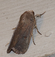 Proteuxoa hypochalchis