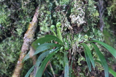Haplopteris flexuosa