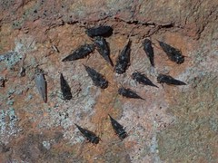 Nimbopsocus australis