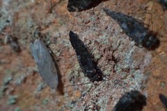 Nimbopsocus australis