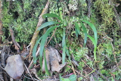 Haplopteris flexuosa