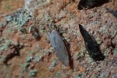 Myopsocidae