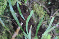 Haplopteris flexuosa
