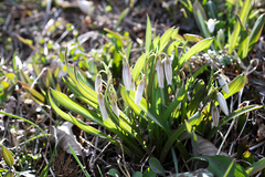 Amana erythronioides