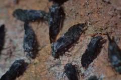Nimbopsocus australis