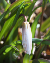 Amana erythronioides