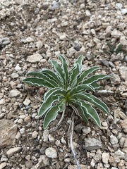 Frasera albomarginata