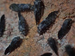 Nimbopsocus australis