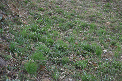 Amana erythronioides