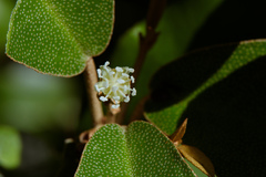 Croton cascarilloides