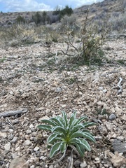 Frasera albomarginata