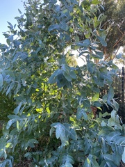 Eucalyptus globulus globulus