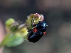 Saxinis saucia