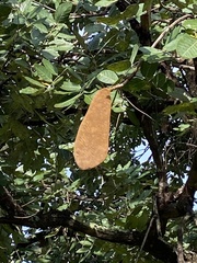 Isoberlinia angolensis