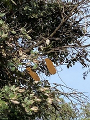 Isoberlinia angolensis