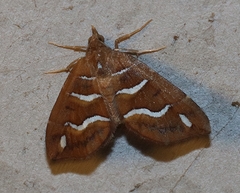 Chaetolopha niphosticha