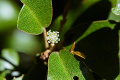 Croton cascarilloides