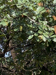 Isoberlinia angolensis