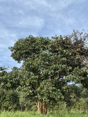 Isoberlinia angolensis