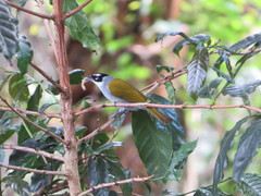 Phaenicophilus palmarum