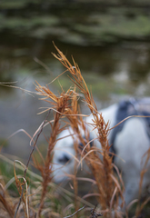 Andropogon virginicus virginicus