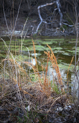 Andropogon virginicus virginicus