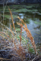 Andropogon virginicus virginicus