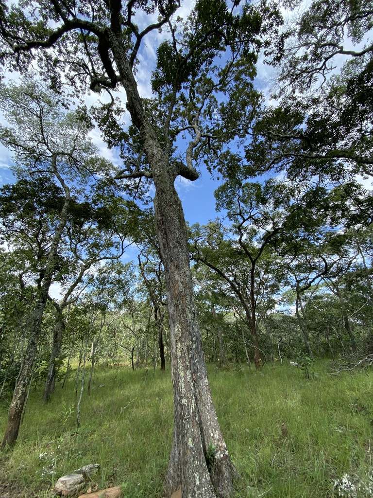 Marquesia macroura