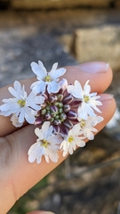 Dryopetalon runcinatum