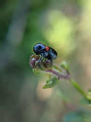 Saxinis saucia