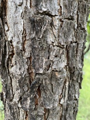 Pterocarpus angolensis