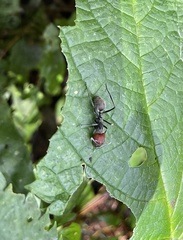 Camponotus singularis singularis