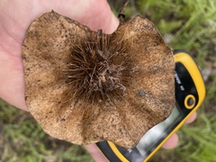 Pterocarpus angolensis