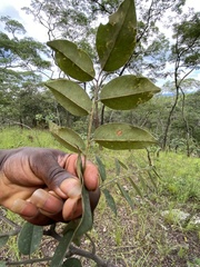 Pterocarpus angolensis