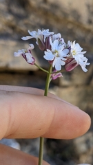Dryopetalon runcinatum