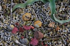 Caloplaca subpyraceella